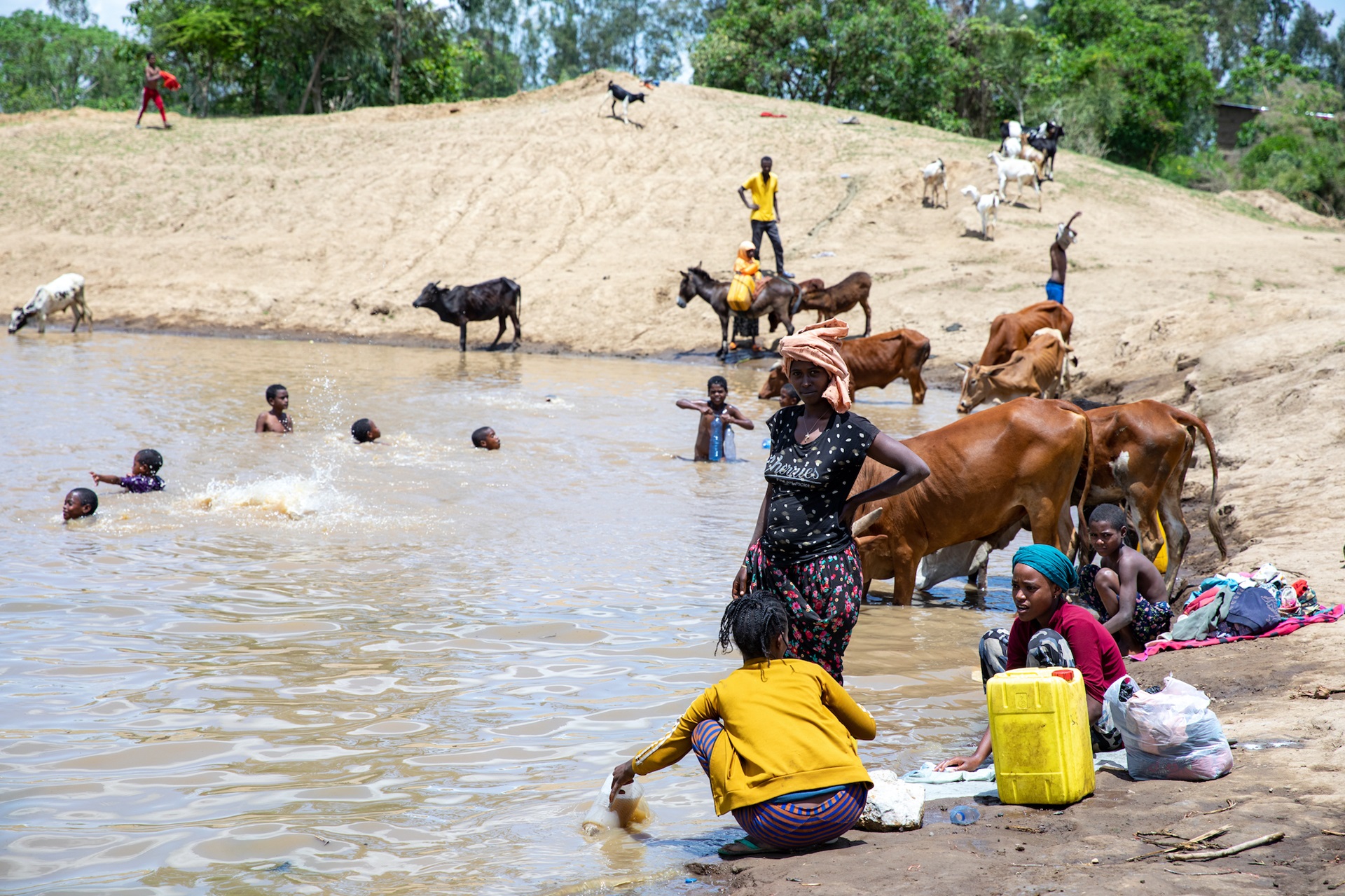Ethiopia cattle and drinking water A pond in Ethiopia home to  freshwater snails that host schistosomiasis