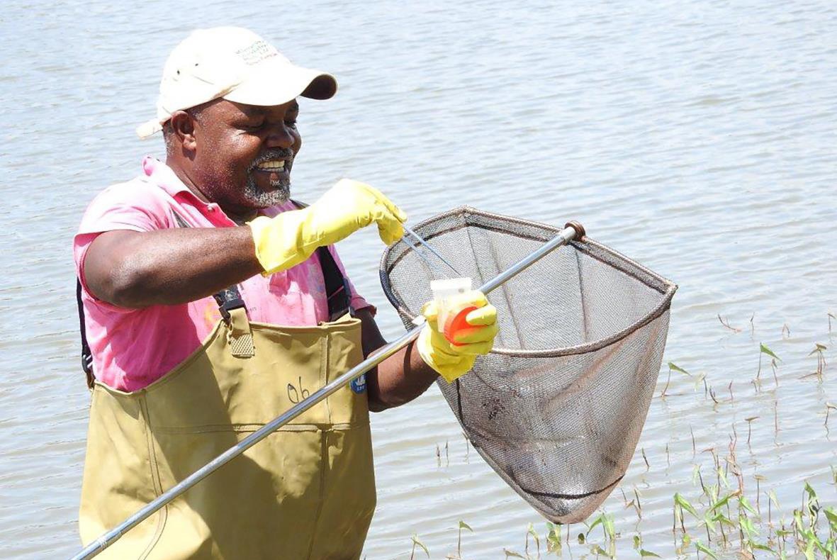 Field worker demonstrating how to search for and scoop snails to monitor snails' population and infectivity after some rounds of mollusciciding. Field worker demonstrating how to search for and scoop snails to monitor snails' population and infectivity after some rounds of mollusciciding.