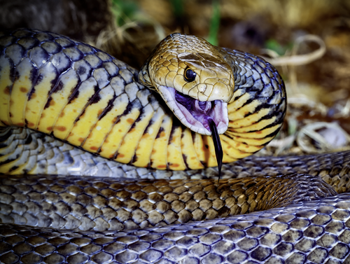 pseudonaja-textilis2-500px Pseudonaja Textilis