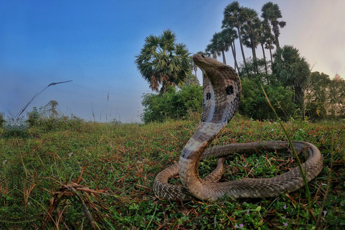 An-indian-cobra--Kanchipurami-Tamil-Nadu-India-November-2021--Gnaneswar-Ch An Indian cobra. Kanchipuram, Tamil Nadu, India, November 2021