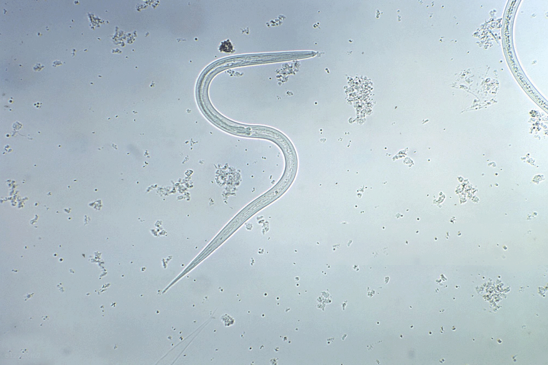 Gettyimages-Smith Colection-Gado