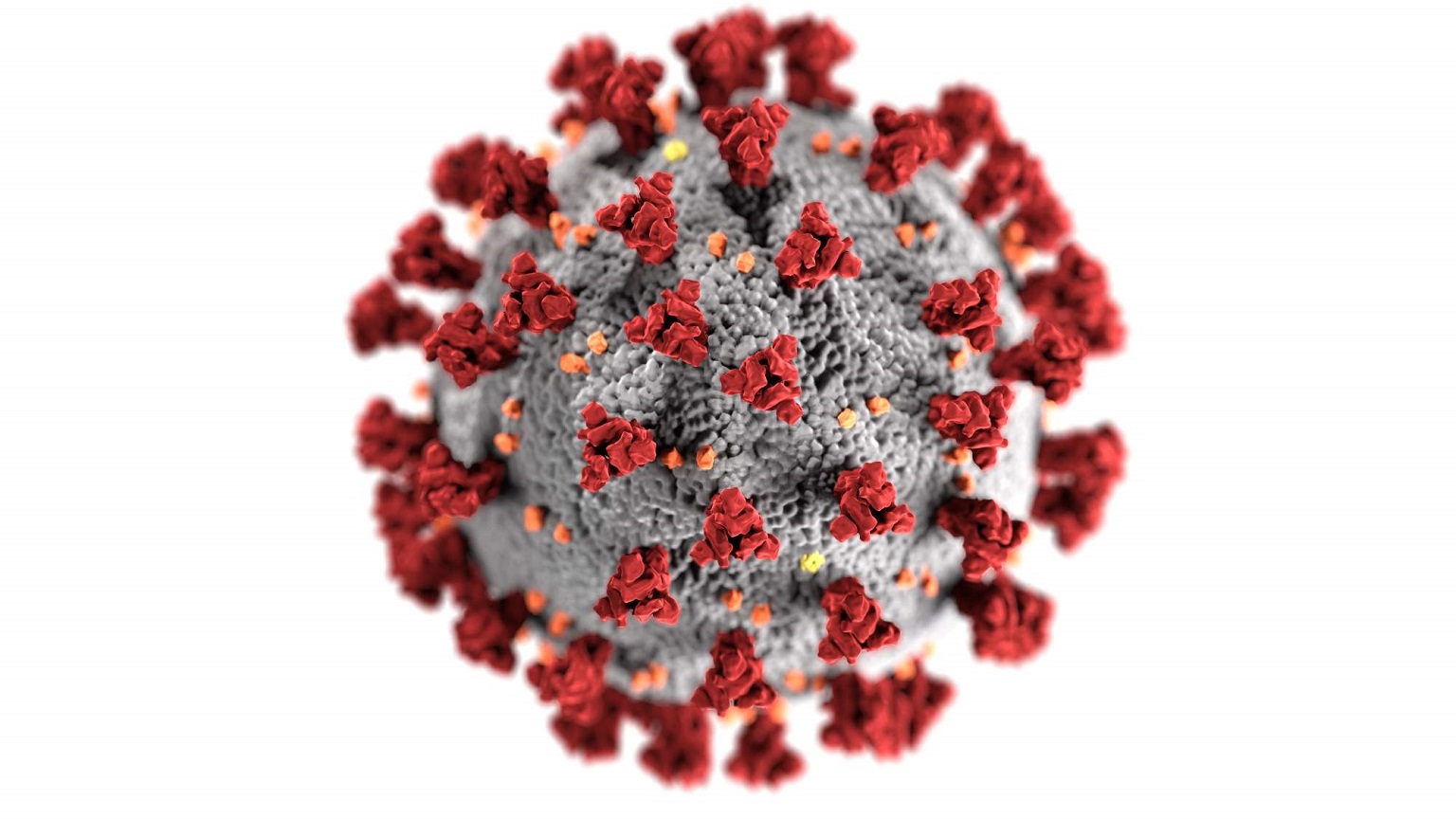 novelcoronavirus-optimized-1536 novelcoronavirus-optimized-1536
