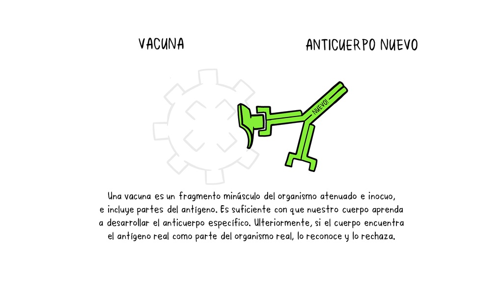 Vaccines Antibody illustration es