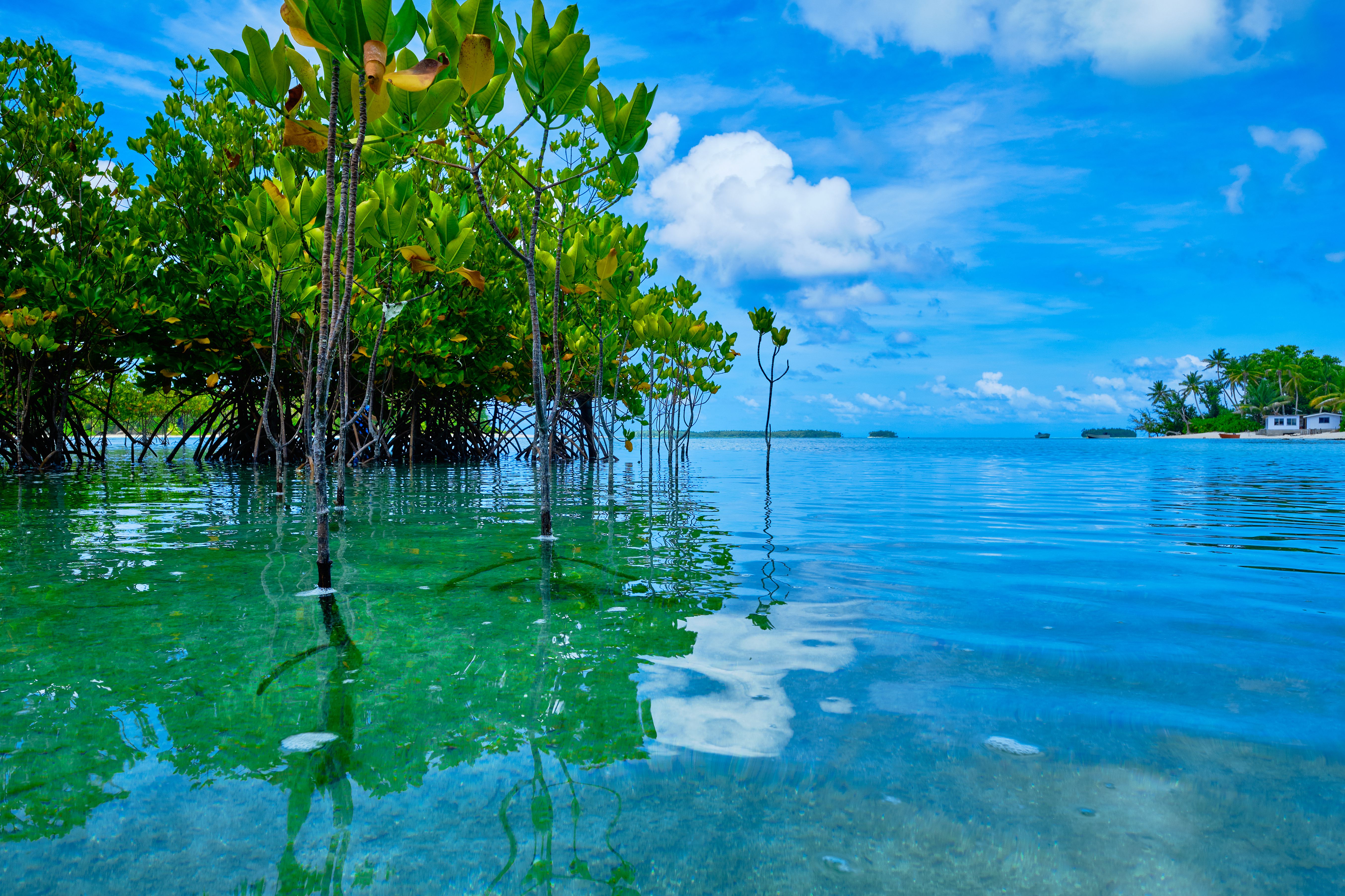 World_environmental-day-2022