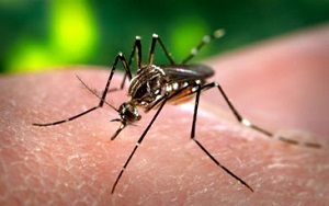 zika_virus_pic